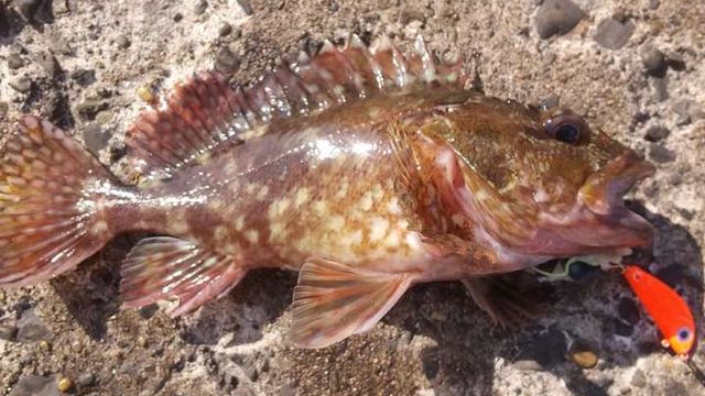 肝や卵まで味わえる 意外と知らない カサゴ の美味しい食べ方とは Antenna アンテナ