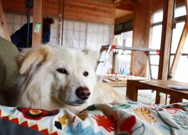 犬と快適に過ごす山小屋を目指して その4 穴澤賢の犬のはなし Antenna アンテナ