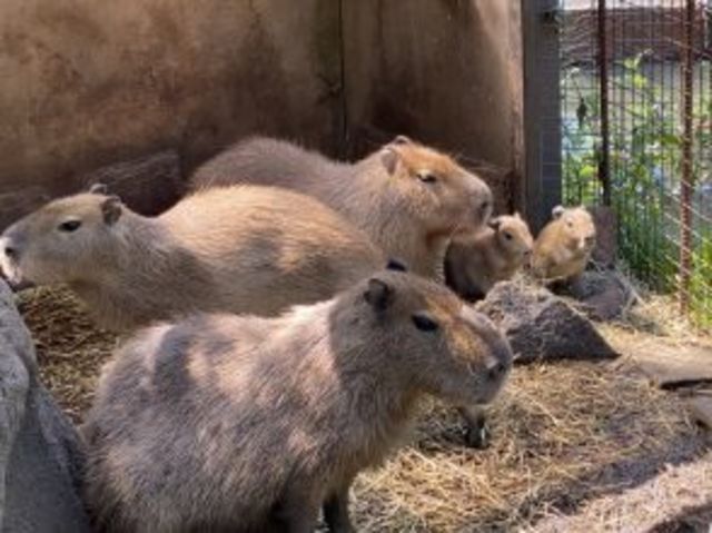 かわいすぎるっ 動物のかわいい赤ちゃんたちに癒される Antenna アンテナ