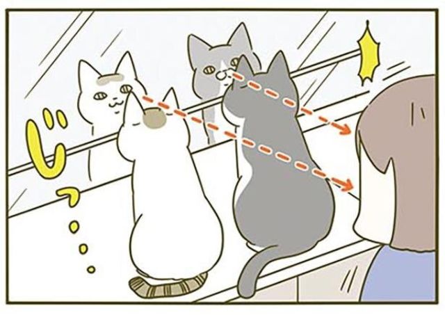 恐ろしかわいい！鏡ごしの視線を感じてu2026 うちの猫がまた変なことしてる 