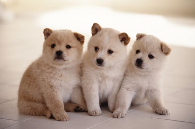 犬の名前ランキング21 2位は昨年1位の ココ 大躍進の1位は Antenna アンテナ