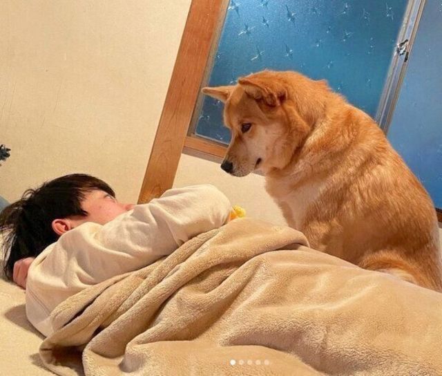 ねえ 遊ぶ 勉強をひと休み中の次男くんに かまっての圧 をかける犬 笑 Antenna アンテナ