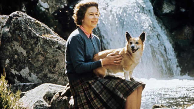 コーギーの標準体重や肥満防止法って みんなの愛犬の体重も公開 Antenna アンテナ