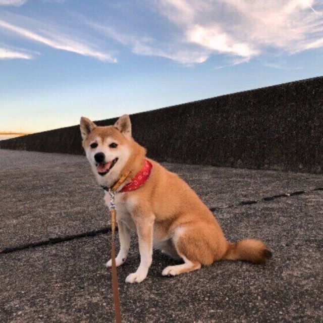 体力が落ちたシニア犬の散歩 どうする シニア犬の散歩のコツ Antenna アンテナ