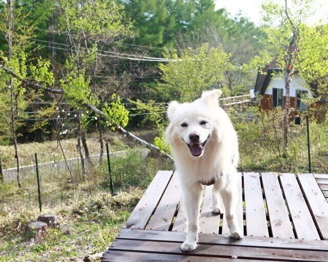 山で犬は若返る 穴澤賢の犬のはなし Antenna アンテナ