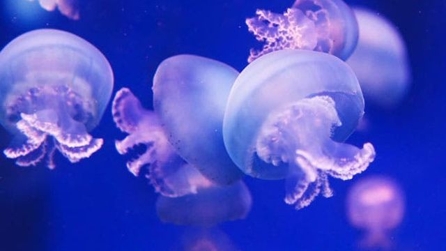 クラゲの種類数が世界一 加茂水族館 が海外からも注目されるようになった理由とは Antenna アンテナ