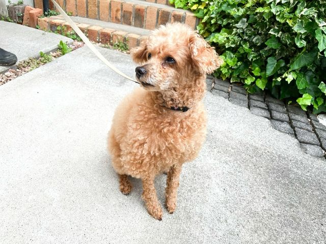 トイプ サポートメンバーの紹介 Antenna アンテナ