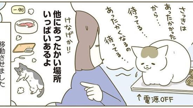 叱ると ダメだったんですか みたいな顔するシノさん うちの猫がまた変なことしてる 4 Antenna アンテナ