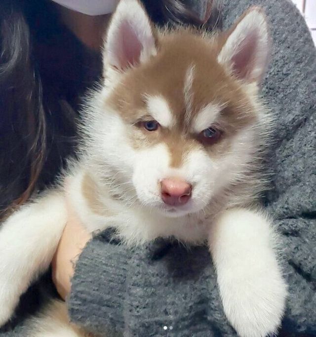 短期間でこんなに変わる 2カ月半で ワイルドな犬 に変貌を遂げたハスキーに驚き Antenna アンテナ