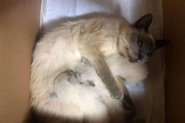 保護した子猫の里親探しの継続および障害猫の義足を作りたい