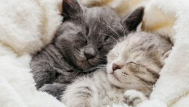 今すぐ抱きしめたい 可愛すぎてつらい 子猫 5選 Antenna アンテナ