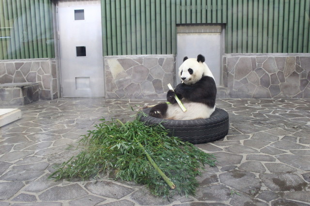 ゆるぽちゃ可愛い 神戸パンダ 動画 最新レポート Antenna アンテナ