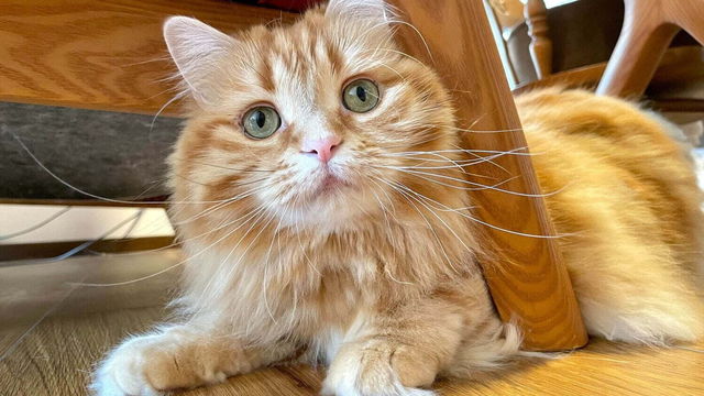 Twitterで大人気の猫イラストルーレット 新作 海の仲間達 が最高に可愛かった Antenna アンテナ