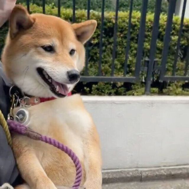 抱っこしてもらってご満悦 散歩拒否 する柴犬の甘えっぷりが最高に可愛い Antenna アンテナ
