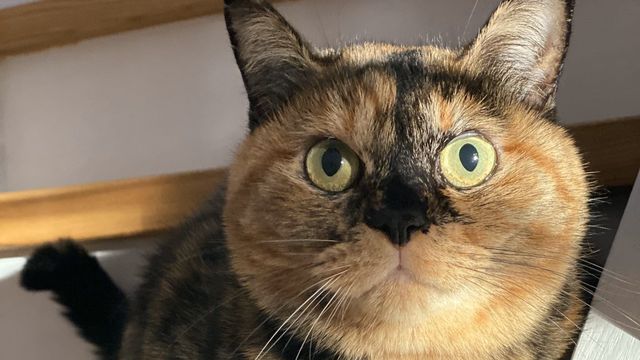 猫が動物病院を嫌がるのはなぜ 上手に付き合うための3つの工夫とは Antenna アンテナ