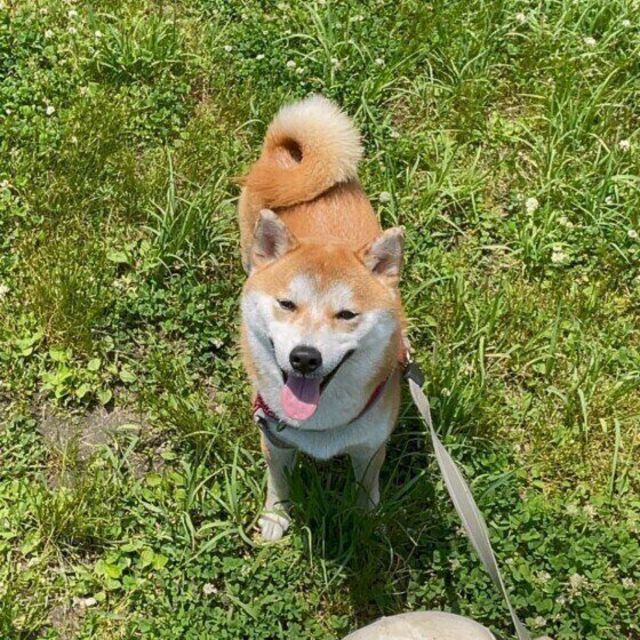 誤った犬情報あるある を解説 肉食だから生肉ok しっぽを振るのは嬉しいときだけ Antenna アンテナ