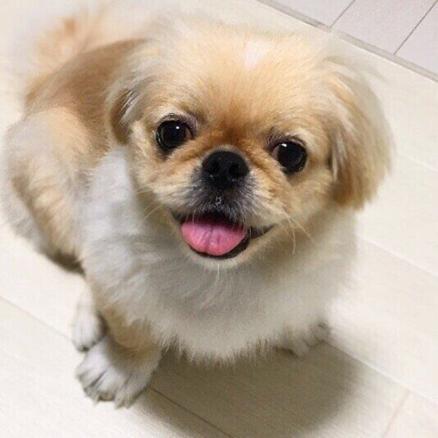 オナラをしたあと 以外にもある 犬が飼い主のおしりのニオイを嗅ぐ状況を調査 Antenna アンテナ