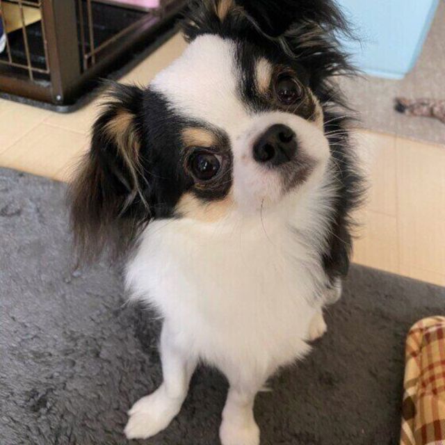 犬が首をかしげる3つの理由とは かわいい画像もご紹介 Antenna アンテナ