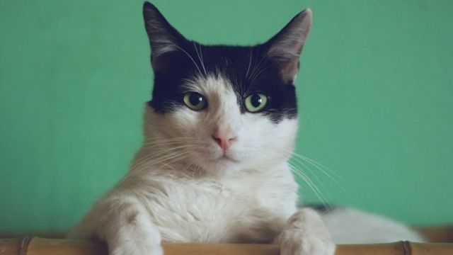 育てる 猫型バーチャルペット Juno ユノ オンラインショップで発売 ユピテル Antenna アンテナ