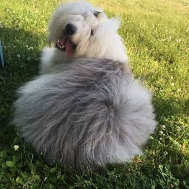 もふもふの大型犬 かわいい画像をまとめてお届け 犬種の特徴も解説 Antenna アンテナ