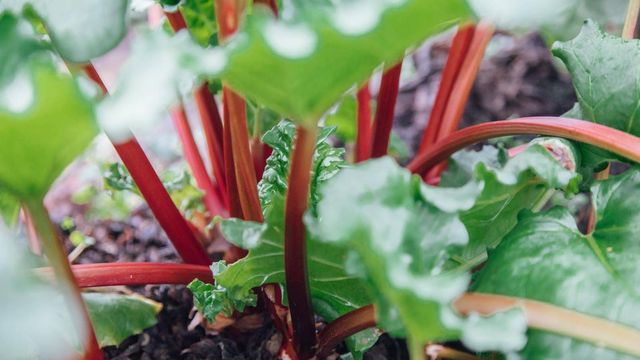 健康食材として注目の野菜を使用 カルディで見つけたフランス産 ルバーブのコンポート Antenna アンテナ