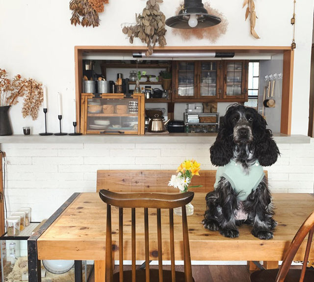 元保護犬ベルの避妊手術レポート 犬の暮らしを守るために 保護犬と暮らす Tomooo 25 Antenna アンテナ