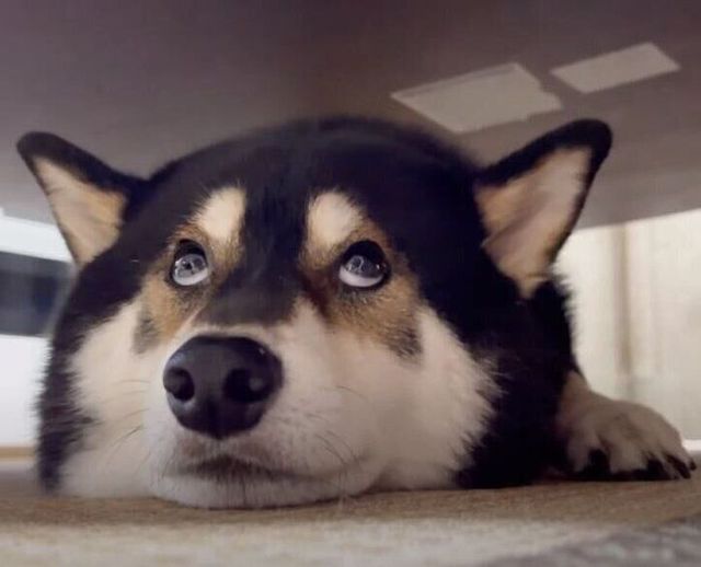 遊びに誘われて テーブルの下から出てきた柴犬 しぶしぶとった行動にキュン Antenna アンテナ