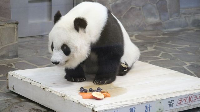 秘伝のレシピを大公開 動物園のパンダの大好物 パンダ団子 の作り方 Antenna アンテナ