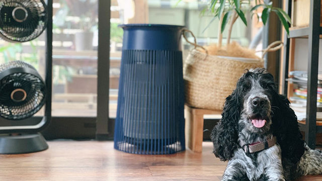 元保護犬ベルの避妊手術レポート 犬の暮らしを守るために 保護犬と暮らす Tomooo 25 Antenna アンテナ