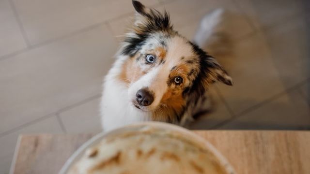 犬の 前足ちょいちょい 理由を獣医師の先生に聞いてみた Antenna アンテナ