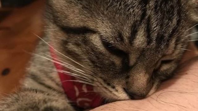 猫に絶対してはいけない『撫で方』4選  antenna*[アンテナ]