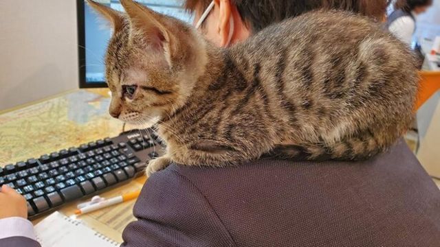 何度でもタップしたくなる 猫イラストルーレット にクリスマスバージョンが登場 Antenna アンテナ