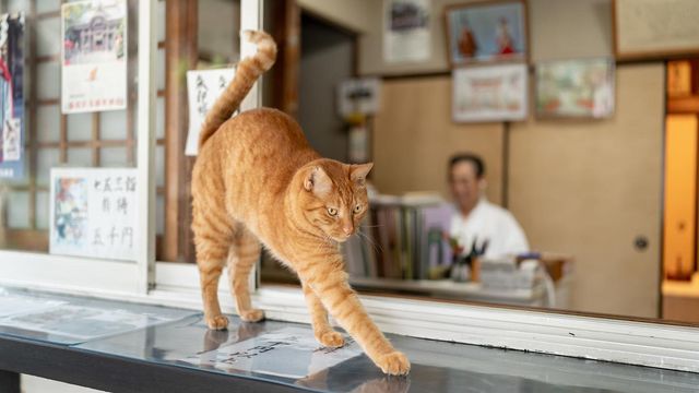 藤沢市 鵠沼伏見稲荷神社 のコウタくん 看板猫がいるお店 Antenna アンテナ