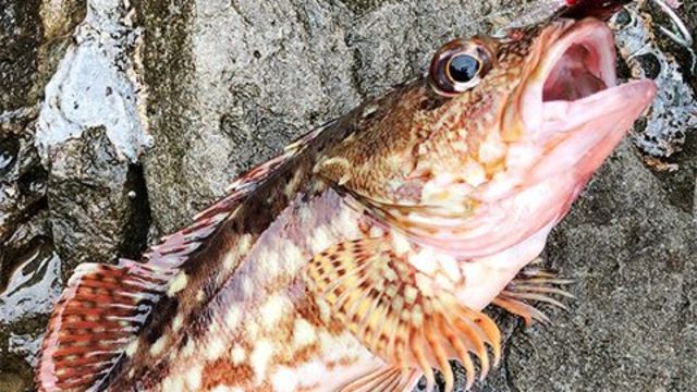 秋の夜長に初心者も楽しめる お手軽ライトタックルで夜釣りを楽しむ方法 Antenna アンテナ