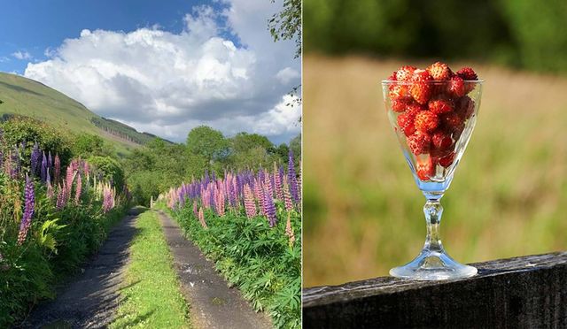 スコットランドからのスローライフ便り 色とりどりの花と手作り保存食 自然の恵みいっぱいの８月 Antenna アンテナ