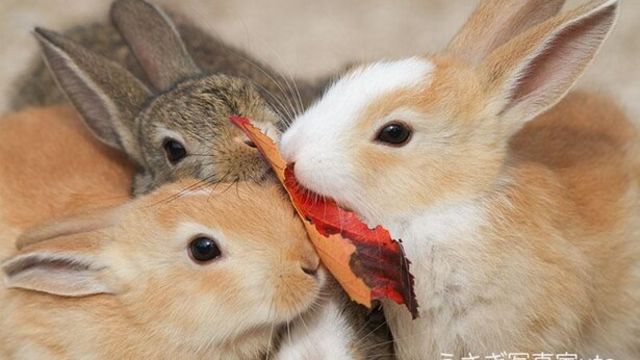 超美麗フォトで6 7万フォロワー 8匹のうさぎに囲まれた うさぎまみれ な日常 Antenna アンテナ