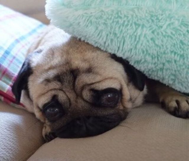 まだ遊びたい でも眠たい クッションに挟まれて睡魔と戦うパグがかわいすぎる Antenna アンテナ