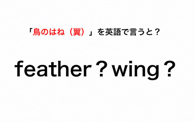 鳥のはね 翼 を英語で言うと Feather と Wing どっちが正しい 伝わる英会話講座 Antenna アンテナ