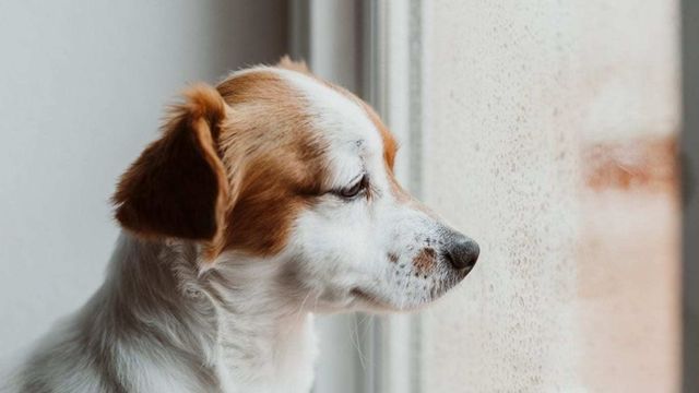 犬を叱るときはマズルをつかむって本当 しつけの噂をジャッジ Antenna アンテナ