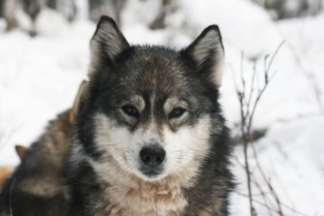 犬種クイズ 50年程前に絶滅 映画にもなった忍耐強い大型犬は Antenna アンテナ