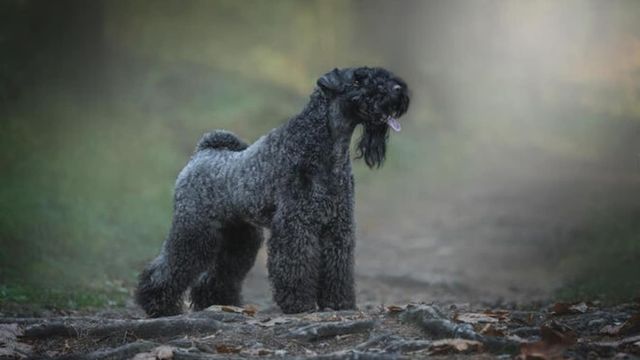 犬種クイズ レア犬種の超難問 オーストラリア原産の牧羊犬知ってる Antenna アンテナ