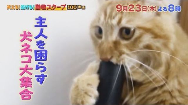 犬の上目遣いって計算 爆笑 可愛すぎる 知らなかった 犬ネコ 行動解明sp 動物スクープ100連発 11 11 木 Tbs Antenna アンテナ