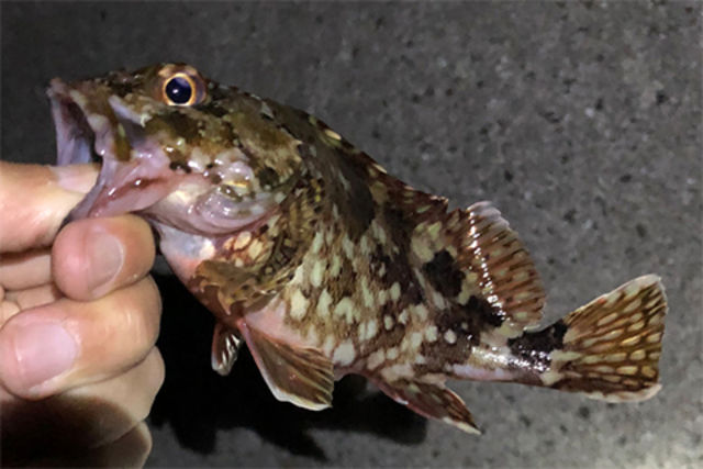 秋の夜長に初心者も楽しめる お手軽ライトタックルで夜釣りを楽しむ方法 Antenna アンテナ