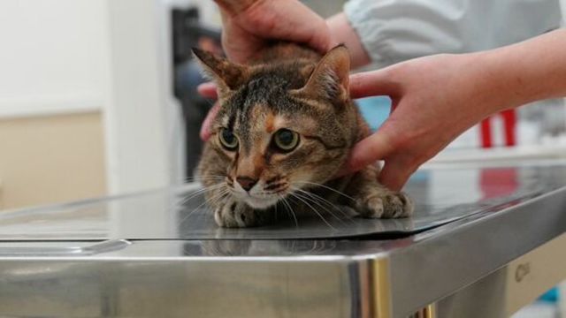 猫が口を開けて呼吸をするのは、心臓が悪いせい？気になる猫の医学 