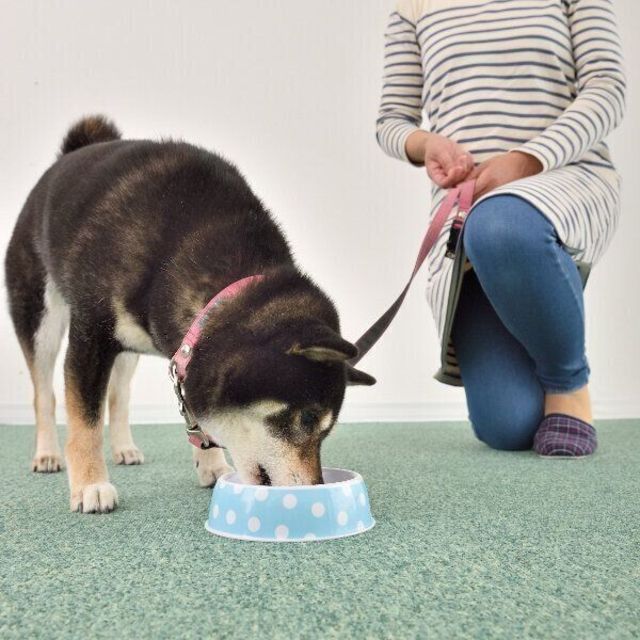犬の散歩嫌いどうする 散歩に慣れさせるには3つの ゴハンタイム がキモだった Antenna アンテナ
