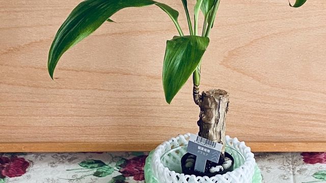 観葉植物の土隠し Antenna アンテナ