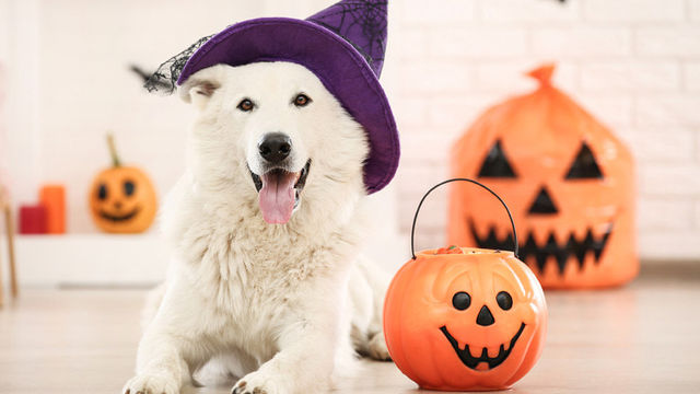 ハロウィンのスペルは大文字でhalloweenが正解 語源についても紹介 Antenna アンテナ