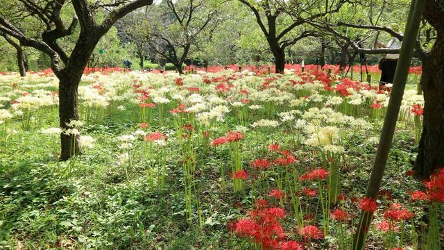 関東 いざドライブへ 東京都内から行ける秋の花の名所7選 見頃は9月 10月 Antenna アンテナ