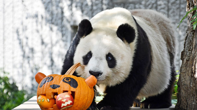 秘伝のレシピを大公開 動物園のパンダの大好物 パンダ団子 の作り方 Antenna アンテナ