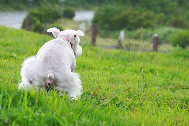 犬がウンチをする前にくるくる回るあの行動は 安心感が欲しいから Antenna アンテナ